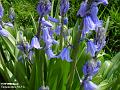 2003-0420bluebells